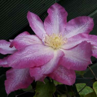 Clematis 'Asao'