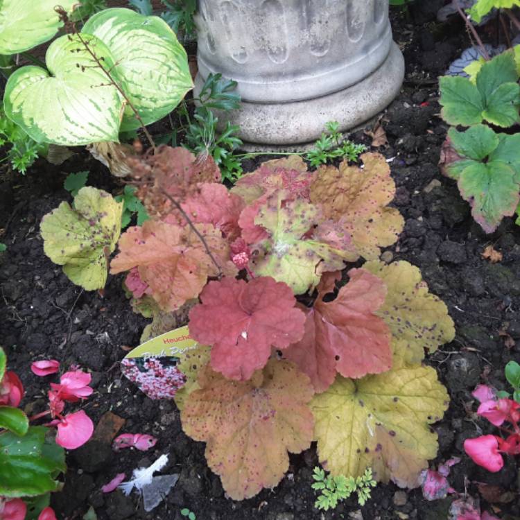 Plant image Heuchera 'Pink Pearls'