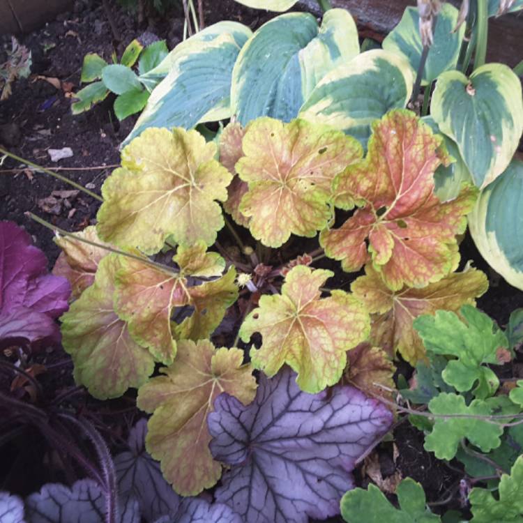 Plant image Heuchera 'Delta Dawn'