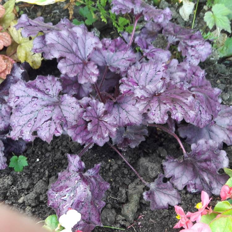 Plant image Heuchera 'Forever Purple'