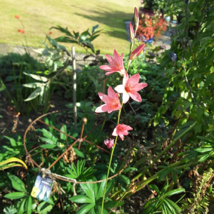 Plant image Tritonia crocata 'Pink'