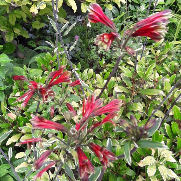 Plant image Alstroemeria psittacina 'Royal Star' syn. Alstroemeria psittacina 'Variegata'