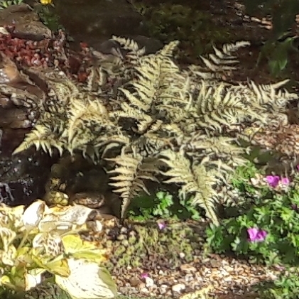 Plant image Athyrium niponicum 'Red beauty'