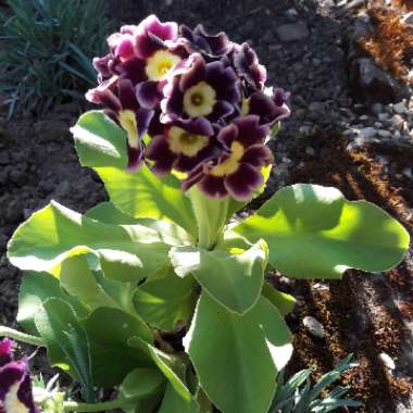 Primula auricula