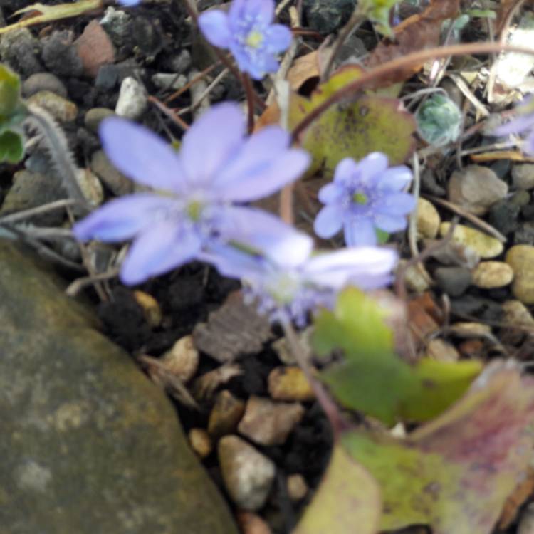 Plant image Anemone americana