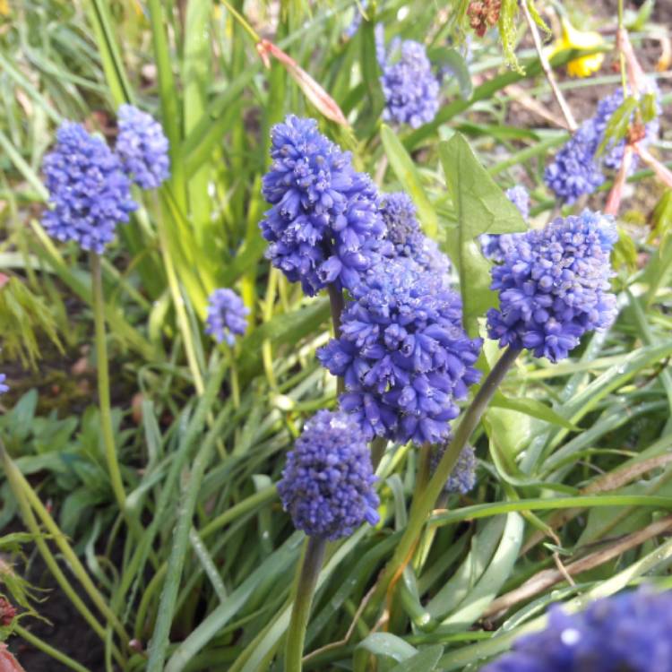 Plant image Muscari armeniacum 'Heavenly Blue'