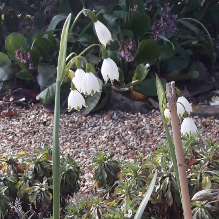 Plant image Leucojum vernum