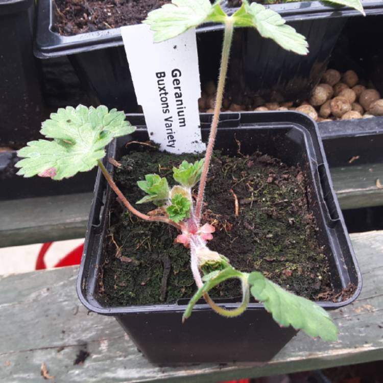 Plant image Geranium wallichianum 'Buxton's Variety' syn. Geranium wallichianum 'Buxton's Blue'