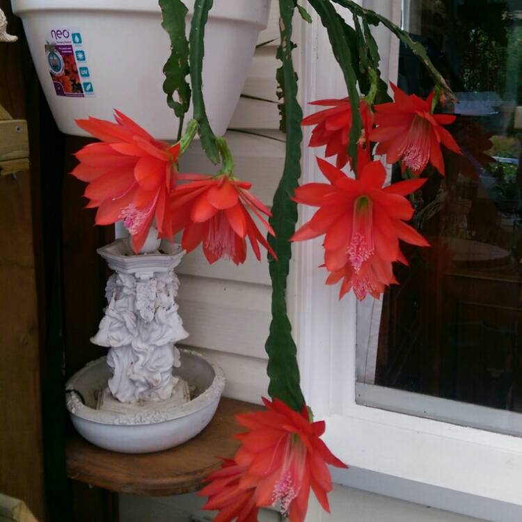 Plant image Epiphyllum hy.red