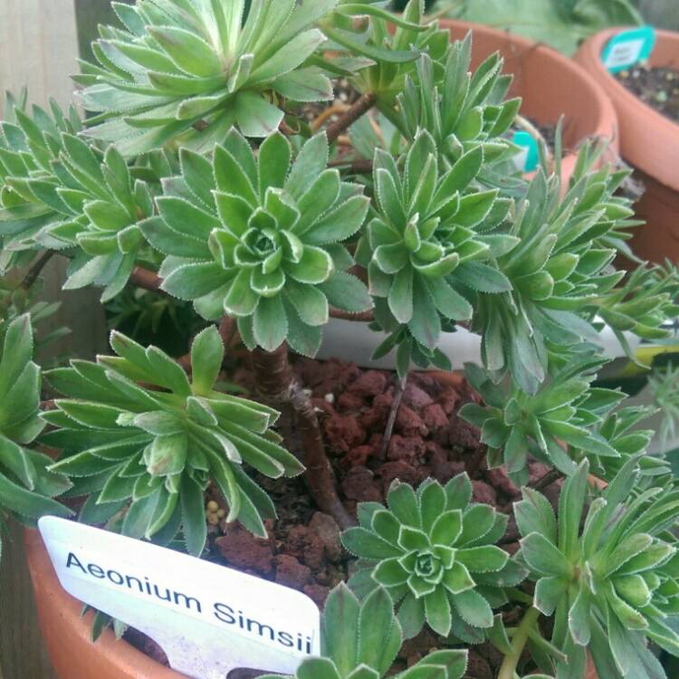 Plant image Aeonium simsii