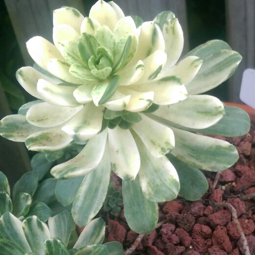 Plant image Aeonium Domesticum Variegata