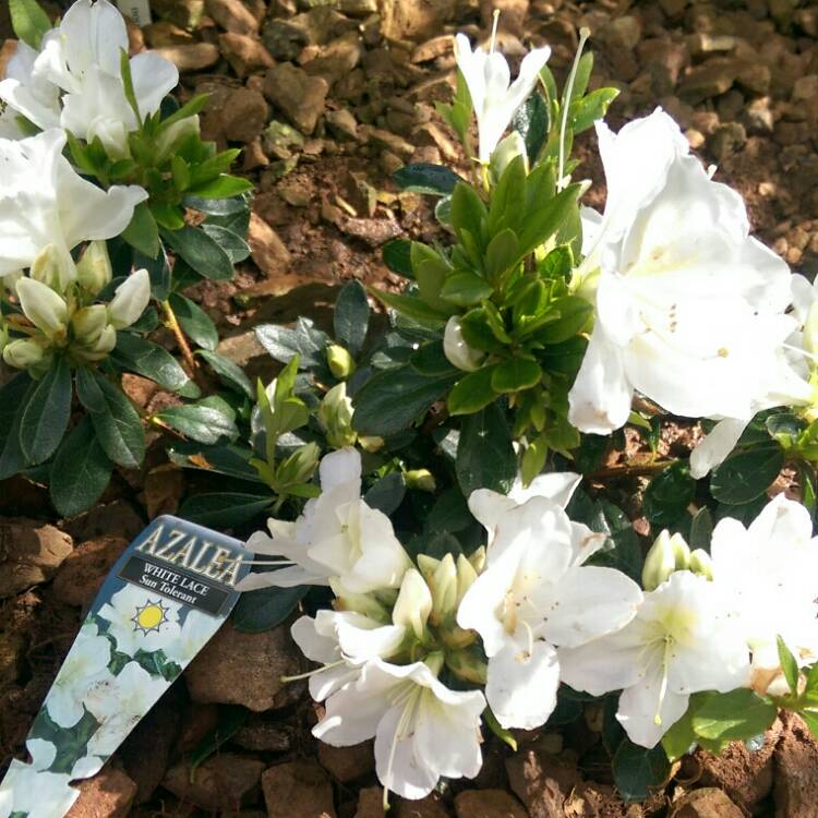 Plant image Rhododendron 'White Lace'