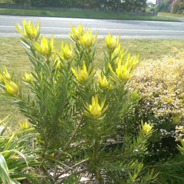 Leucadendron Laureolum