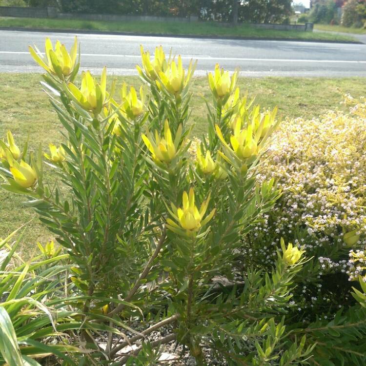 Plant image Leucadendron Laureolum