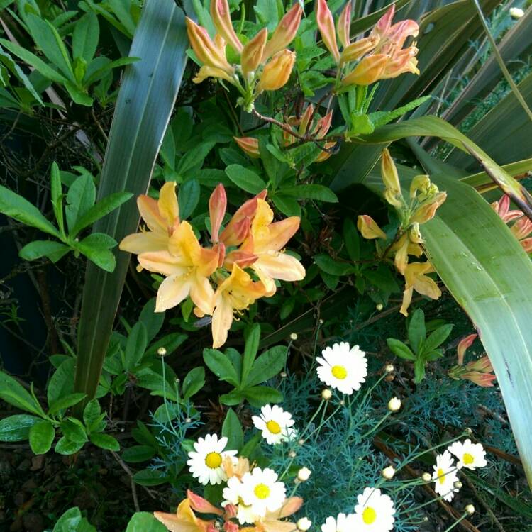 Plant image Rhododendron 'Mollis'