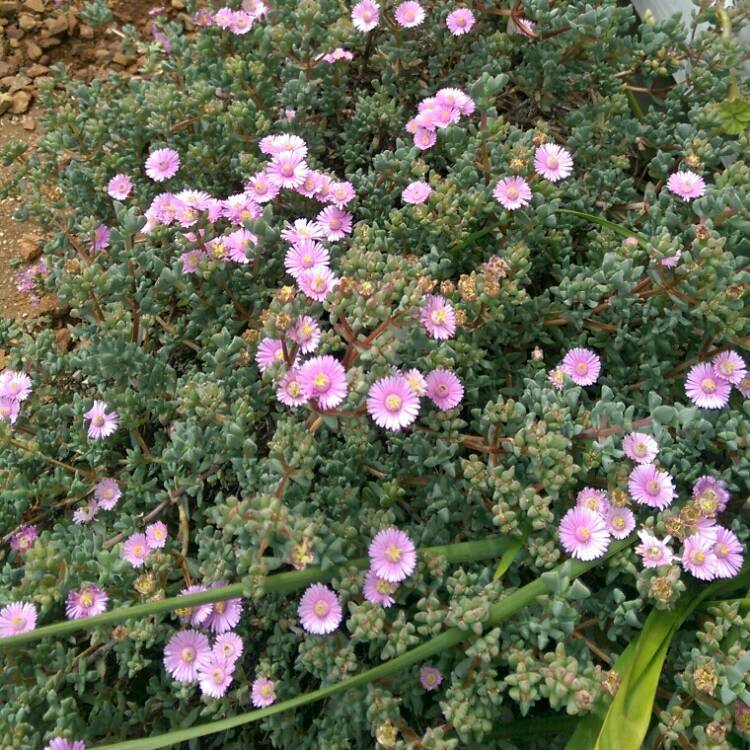 Plant image Drosanthemum Hispidum