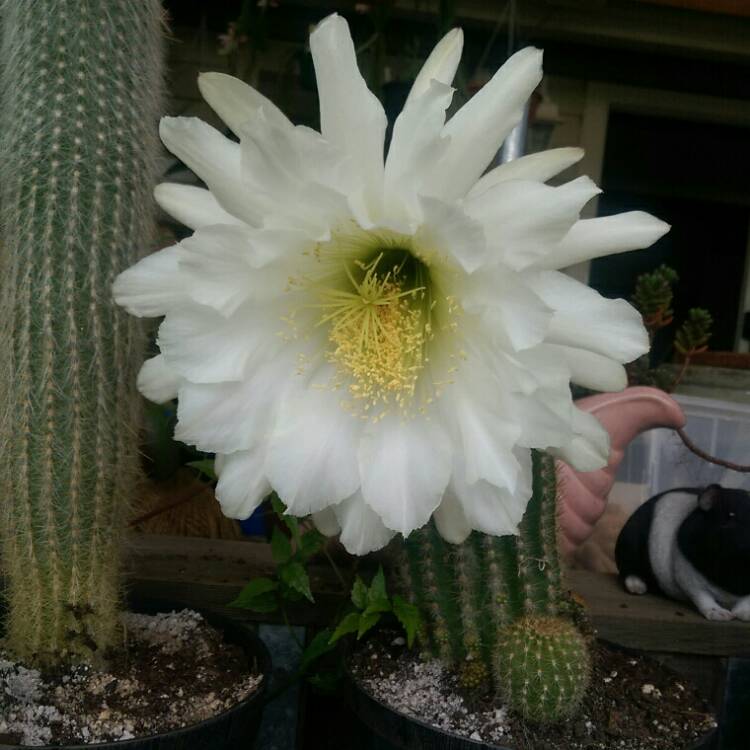 Plant image Echinopsis spachiana