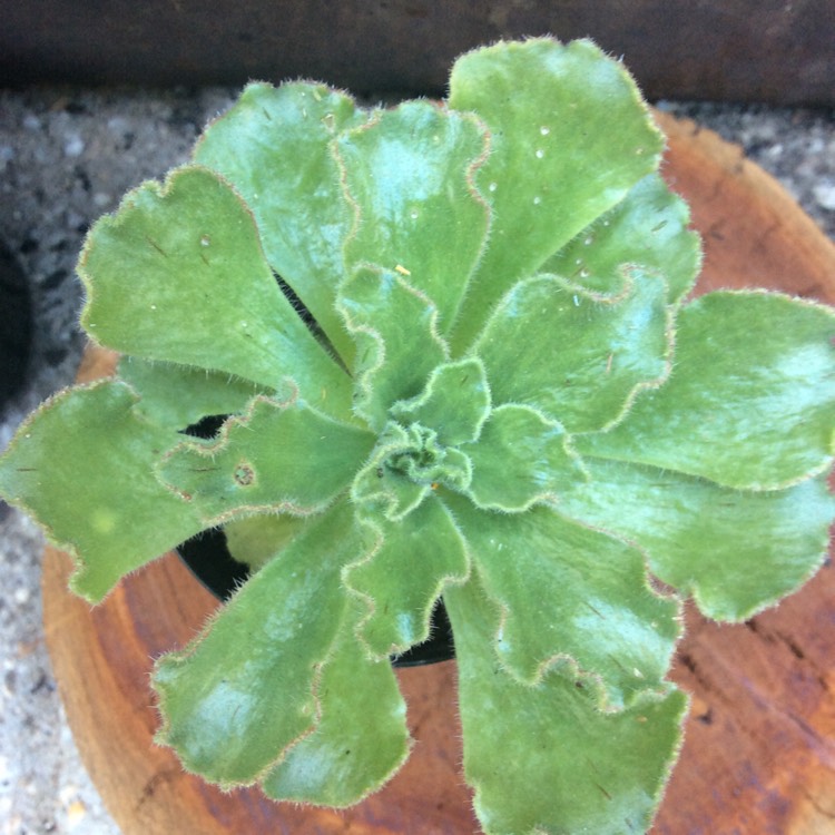 Plant image Aeonium Smithii Hybrid