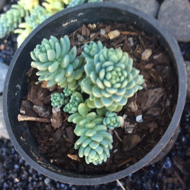 Sedum Dasyphyllum