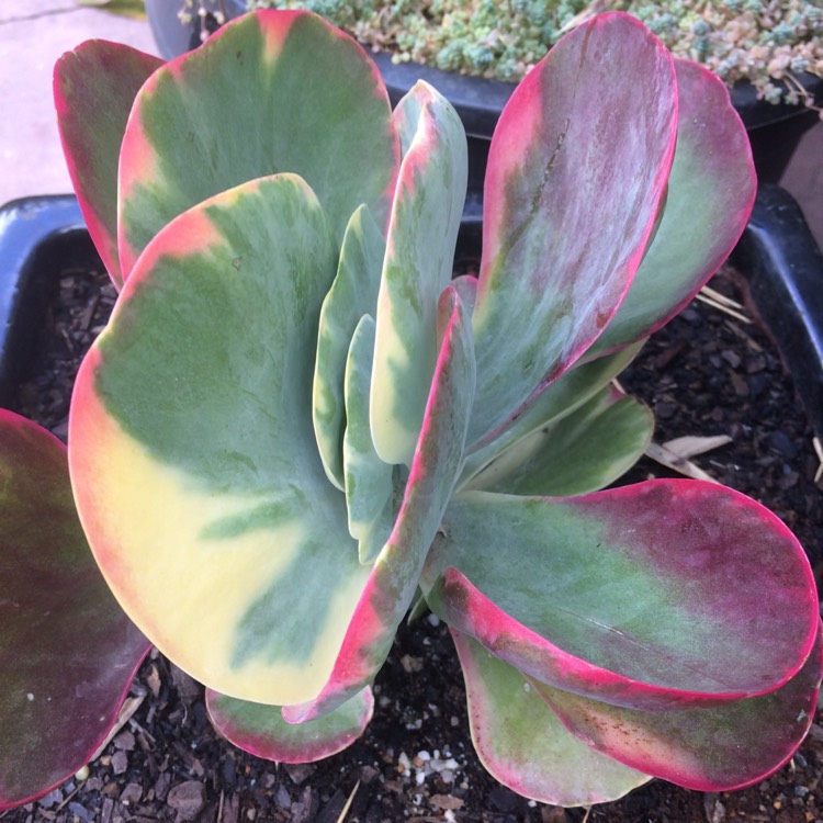 Plant image Kalanchoe Thyrsiflora Variegated