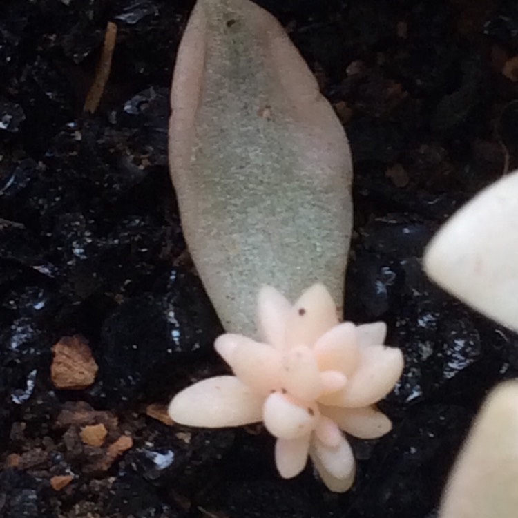 Plant image Graptopetalum Mirinae Variegata