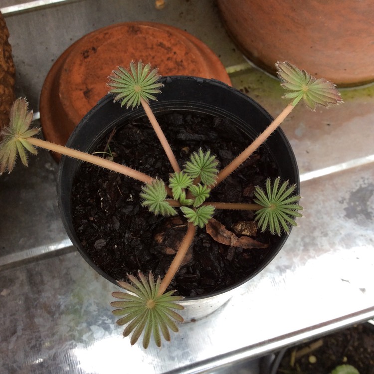 Plant image Oxalis palmifrons