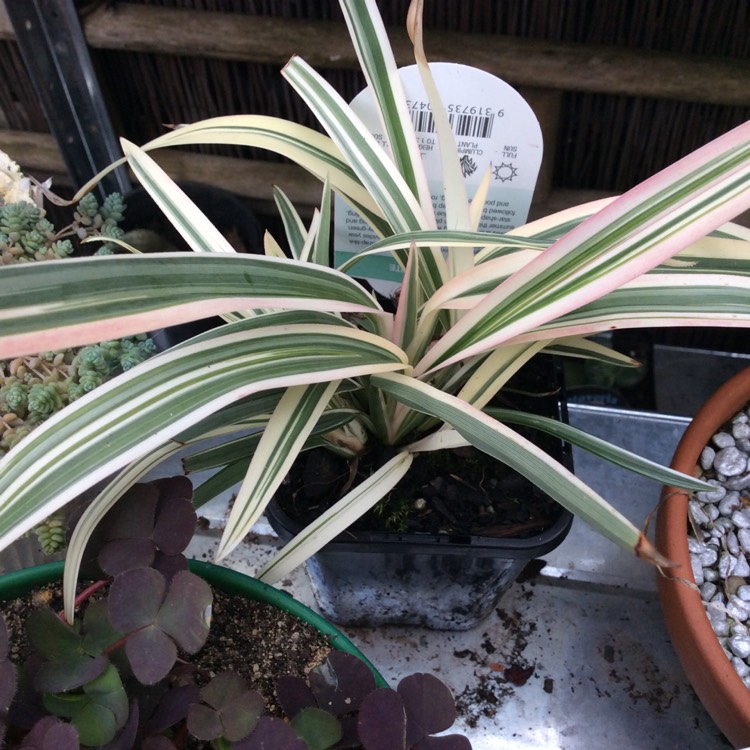 Plant image Dianella