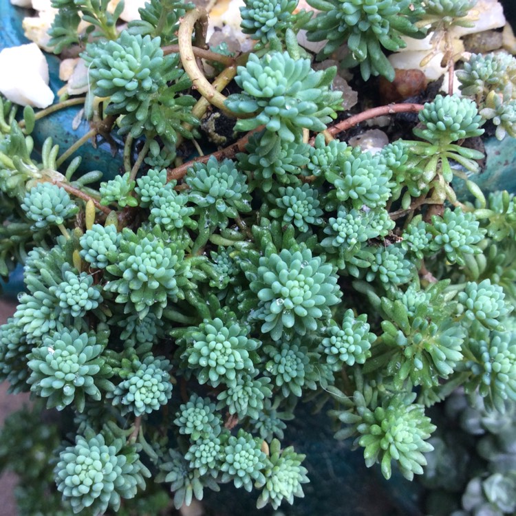 Plant image Sedum rubens 'Lizard Of Madagascar'