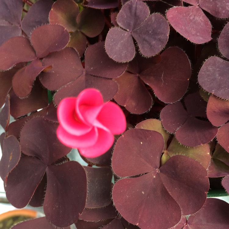 Plant image Oxalis purpurea 'Garnet'