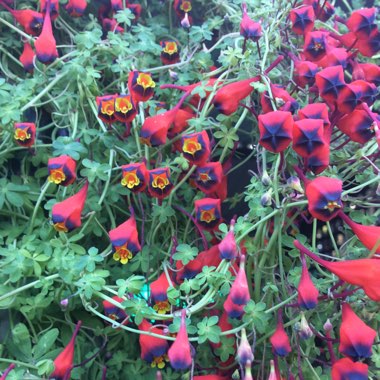 Tropaeolum tricolorum