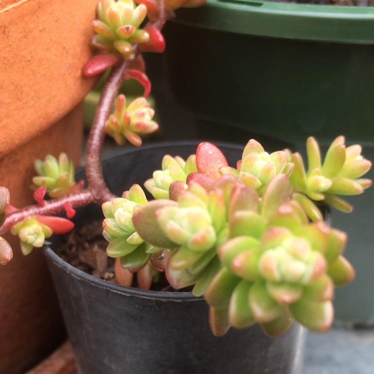 Plant image Sedum Oaxacanum