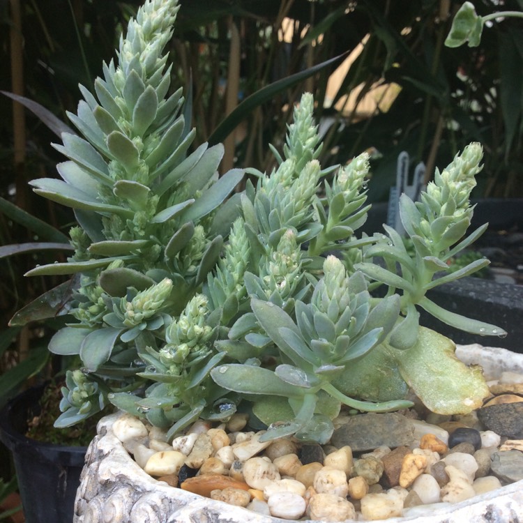 Plant image Orostachys Boehmeri Variegata