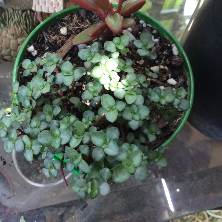 Plant image Pilea Glauca 'Silver Sprinkles' syn. Pilea libanensis 'Silver Sprinkles'