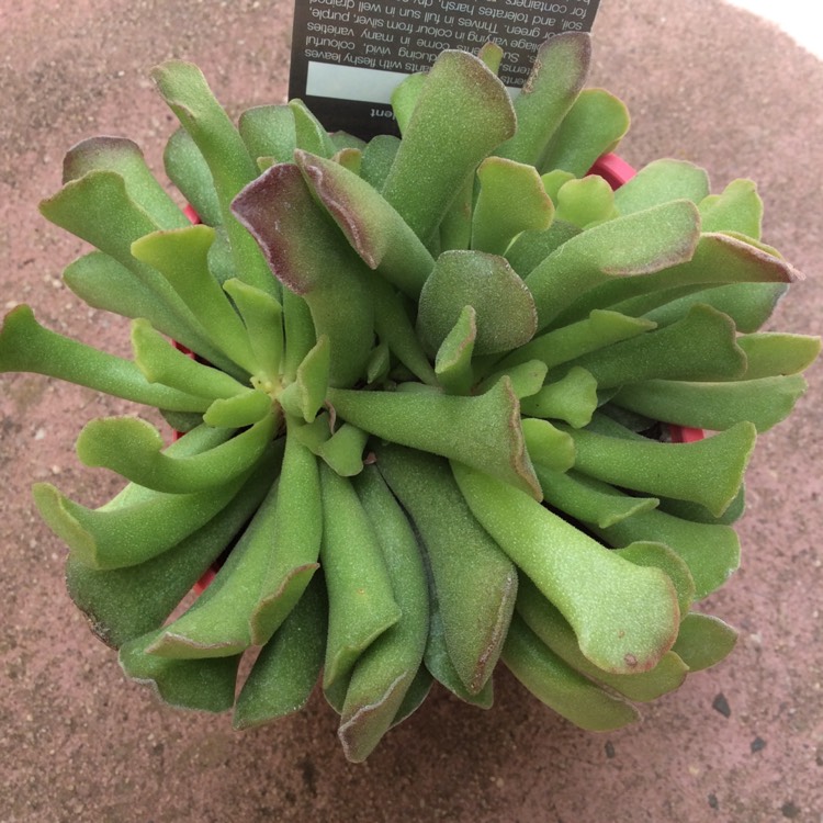 Plant image Adromischus cristatus var. clavifolius