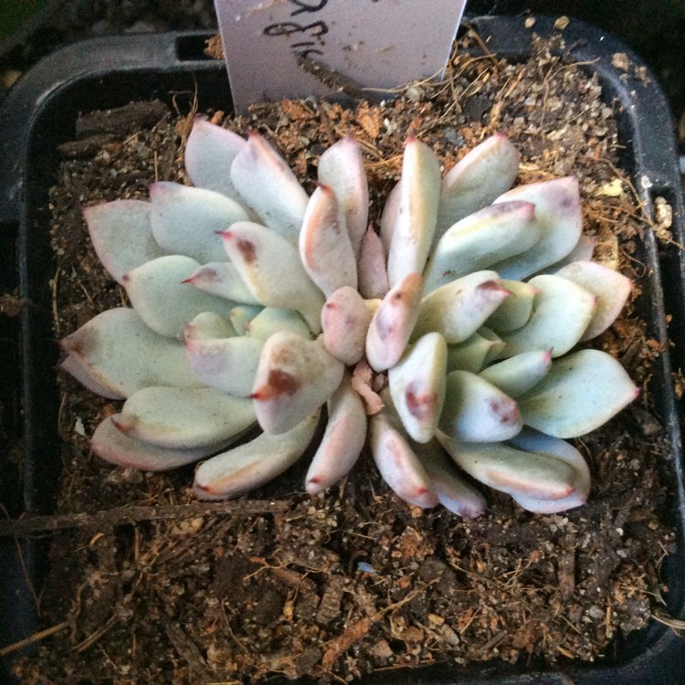 Plant image Echeveria Violet Magic