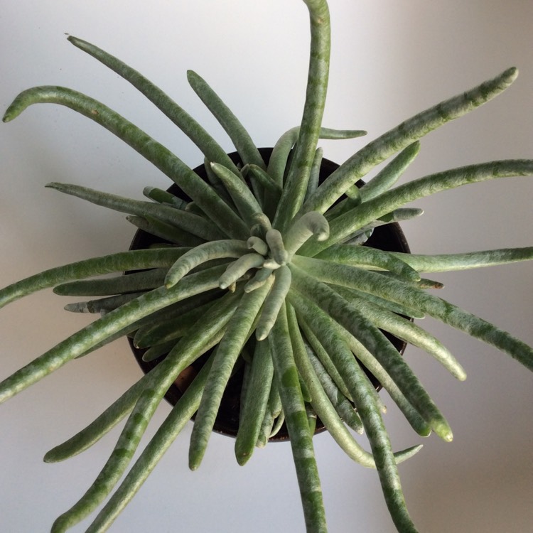 plant image 1216689