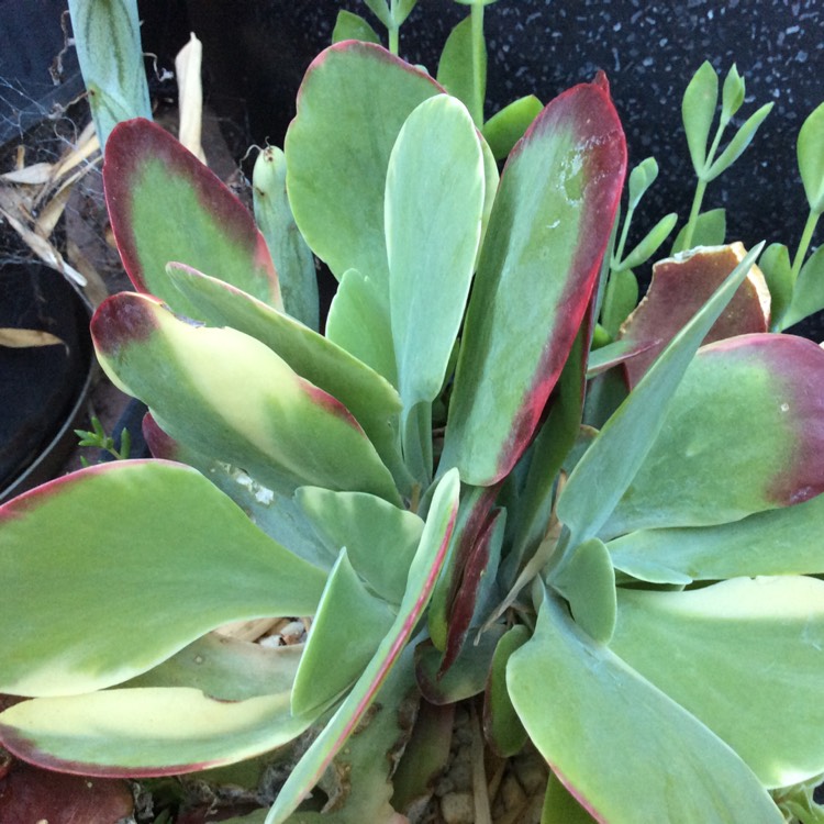 plant image 1216759