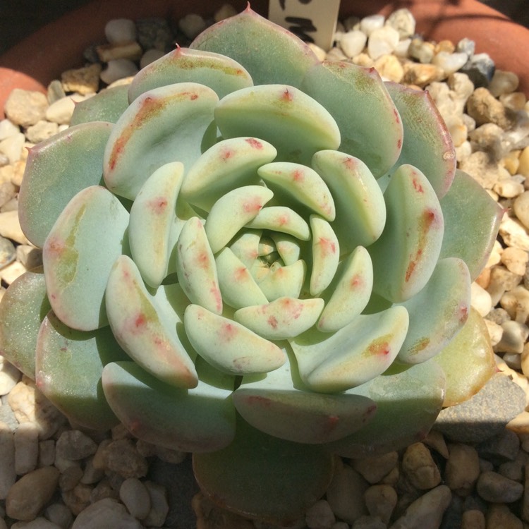 plant image 1228302