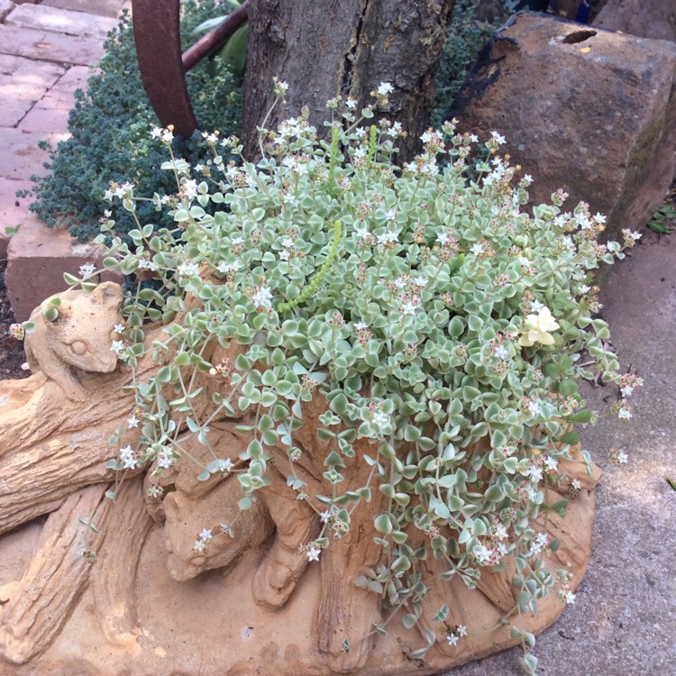 Plant image Crassula Pellucida Subsp. Marginalis 'Minima Albovariegata' 