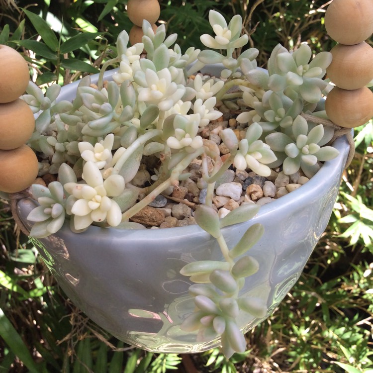 Plant image Graptopetalum Mirinae Variegata