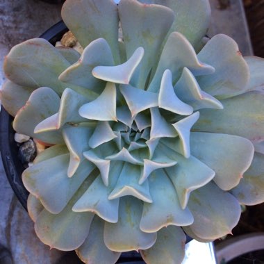 Echeveria Pinwheel Revolution