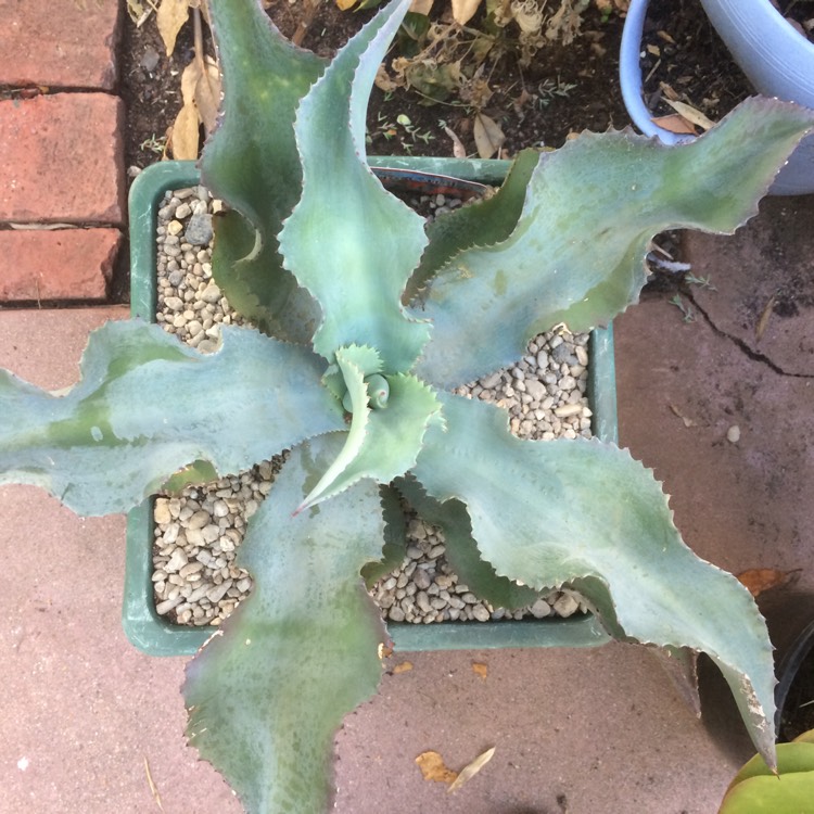 Plant image Agave gypsophila 'Blue Curls'