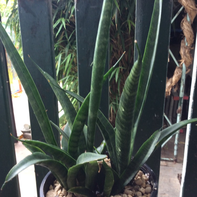 Plant image Sansevieria parva