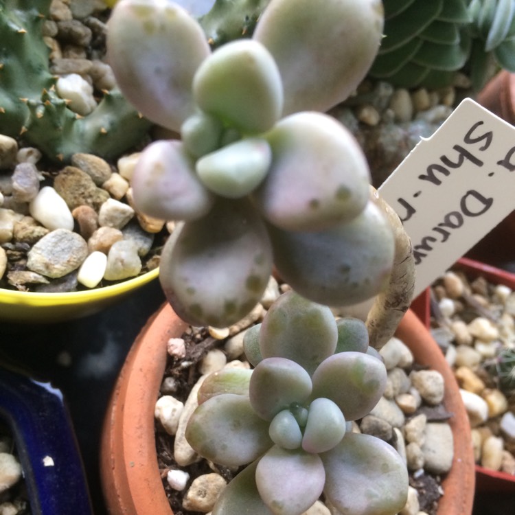 Plant image Graptopetalum daruma shuurei