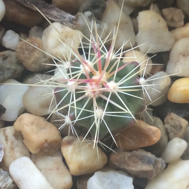 Plant image Ferocactus Stanesii syn. Ferocactus stainesii : Ferocactus pilosus ; Ferocactus pringlei