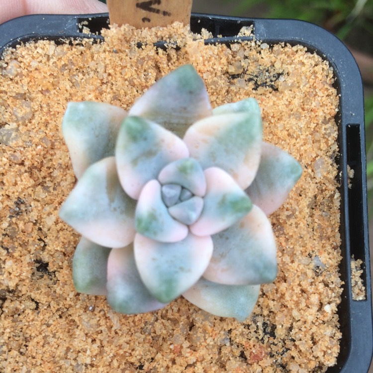 Plant image Graptopetalum Mendozae Variegata