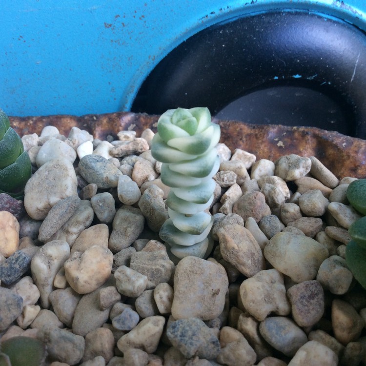 Plant image Crassula Baby's Necklace Variegated