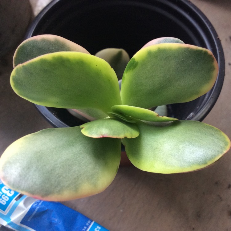 Plant image Crassula platyphylla variegated