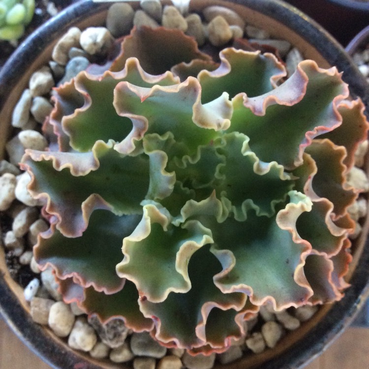 Plant image Echeveria Paradisian Surprise