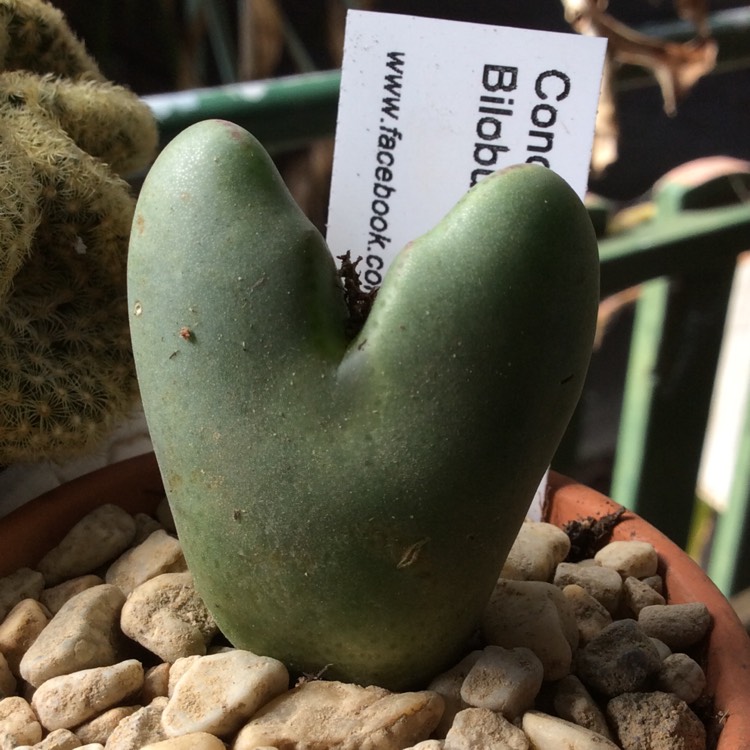 Plant image Conophytum bilobum syn. Derenbergia biloba, Mesembryanthemum bilobum